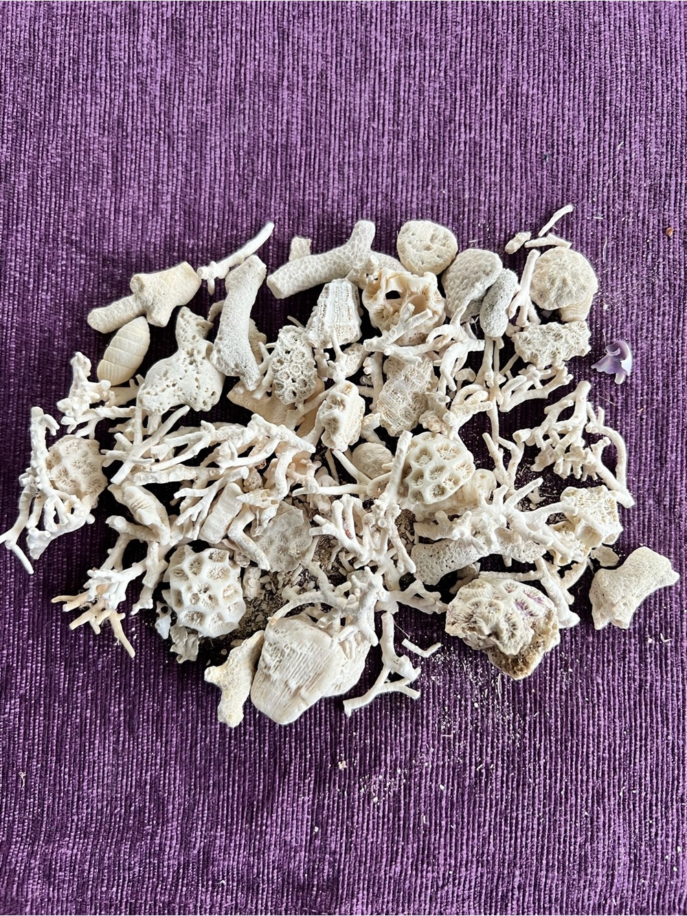 Delicate Coral Fragments (2.8 oz)